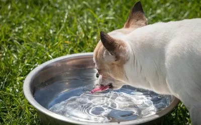 Állat hidratálás: optimális ivóvíz mennyiség a házi kedvenceknek